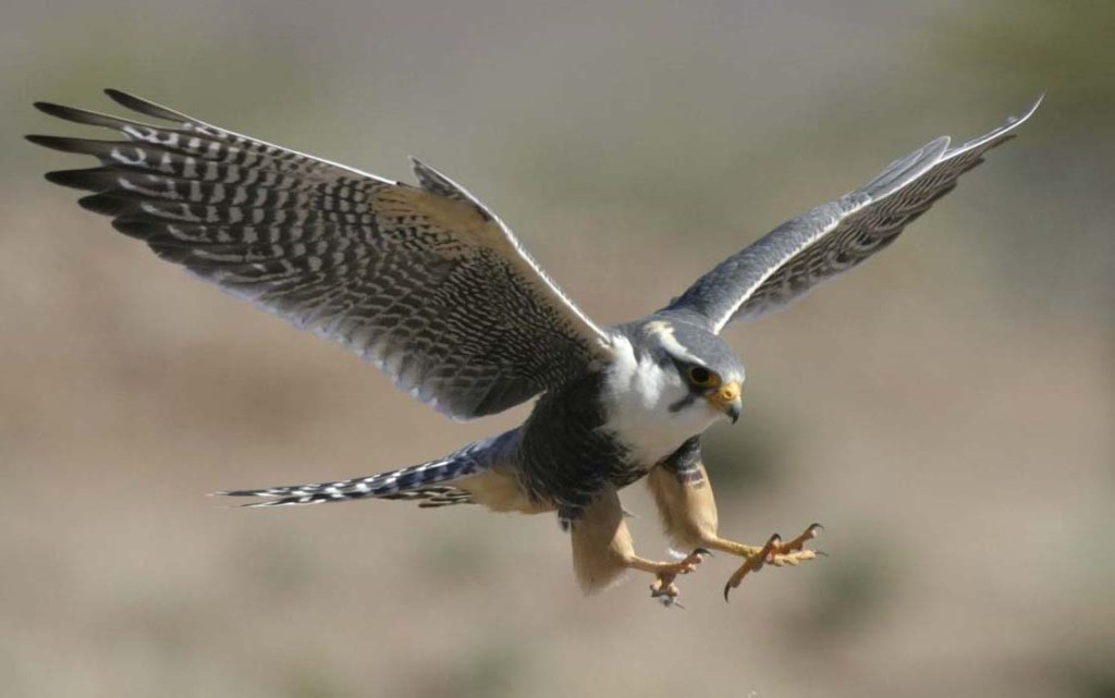 When a falcon targets a&nbsp;mouse